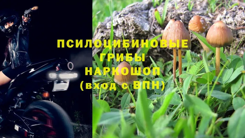 Псилоцибиновые грибы Psilocybe  Кирс 